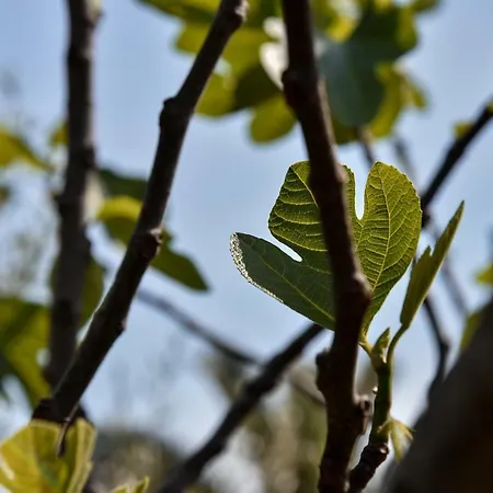 Garden Shkoder