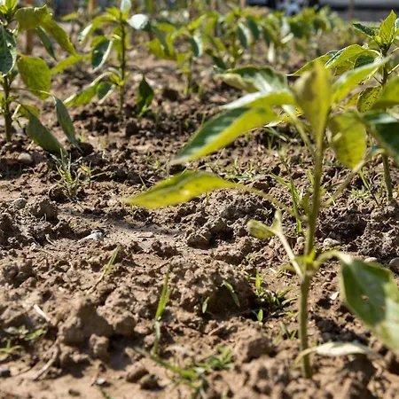Garden Villa Shkodër